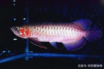 龍魚用慶大霉素（慶大霉素可以治療龍魚的疾病嗎？）