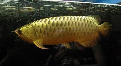 龍魚狂躁是什么原因：龍魚狂躁的原因 龍魚狂躁是什么原因：龍魚狂躁的原因 龍魚百科 第3張