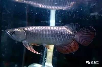 最貴的龍魚價格排名榜（360doc個人圖書館最貴龍魚排名：銀龍魚排名）