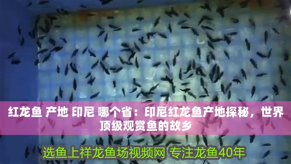 紅龍魚 產地 印尼 哪個省：印尼紅龍魚產地探秘，世界頂級觀賞魚的故鄉