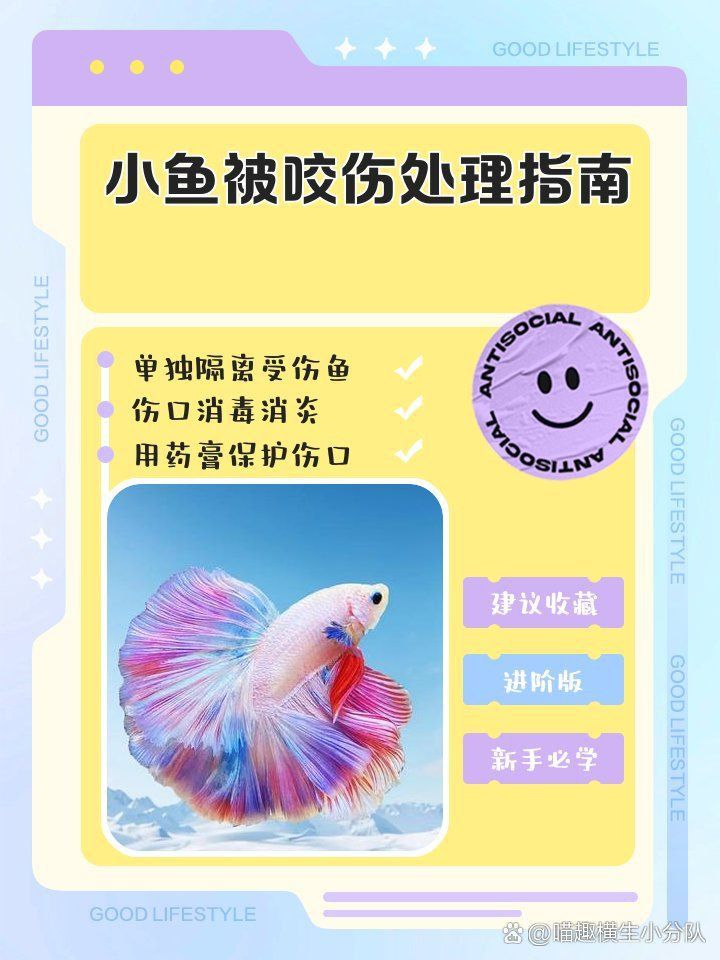 馬拉莫魚咬了最怕三種東西
