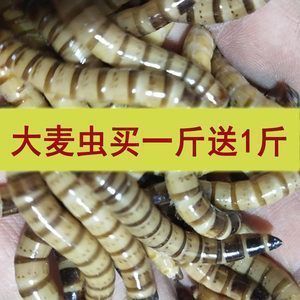 紅龍魚能喂大麥蟲嗎，紅龍魚能否喂食大麥蟲 紅龍魚能喂大麥蟲嗎，紅龍魚能否喂食大麥蟲 龍魚百科 第4張