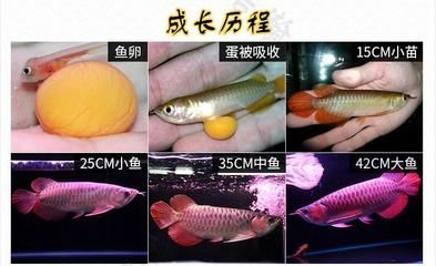 金龍魚孵化過程：金龍魚的孵化過程 金龍魚孵化過程：金龍魚的孵化過程 龍魚百科 第1張