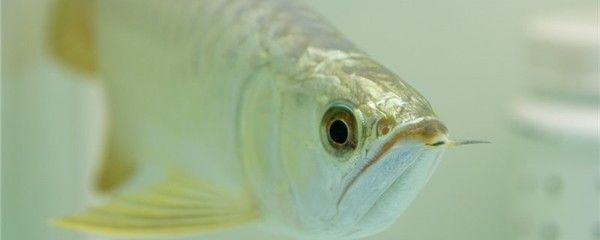 龍魚眼睛有白斑是什么病引起的：龍魚眼睛出現(xiàn)白斑是什么病引起的