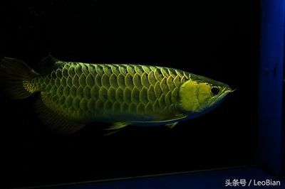 白化金龍魚：白化金龍魚價格白化金龍魚與銀龍魚的區別在于體色
