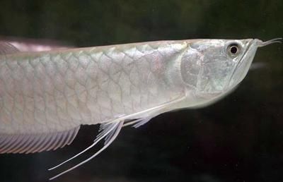 龍魚吃蝦后吐出的可能原因(龍魚吃蝦后吐出怎么回事) 龍魚百科 第1張 龍魚吃蝦后吐出的可能原因(龍魚吃蝦后吐出怎么回事) 龍魚吃蝦后吐出的可能原因(龍魚吃蝦后吐出怎么回事) 龍魚百科 第1張