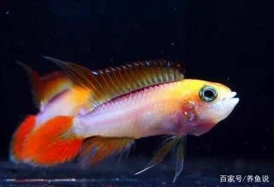 買龍魚到哪個平臺：淘寶龍魚店鋪信譽查詢,1688龍魚飼料價格對比