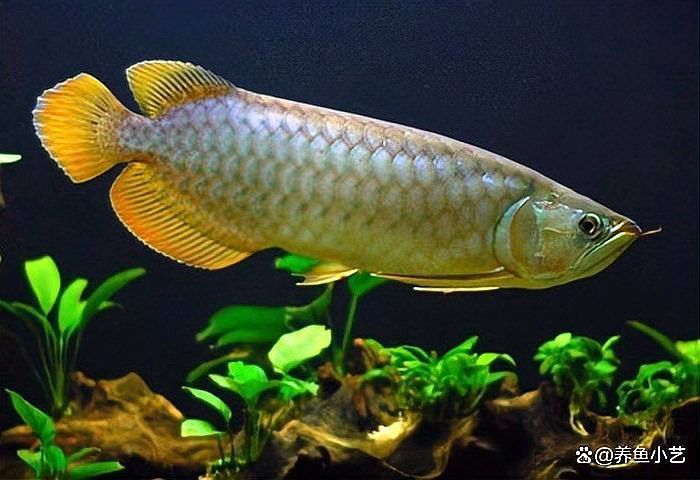 紅龍幼體什么時候開始吃餌料？ 紅龍幼體什么時候開始吃餌料？ 龍魚百科 第4張