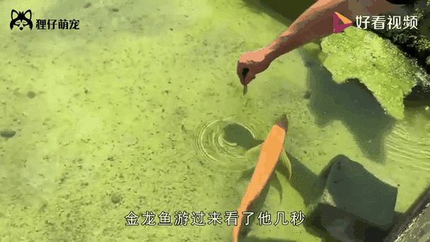 哪些食物適合用來訓練金龍魚？