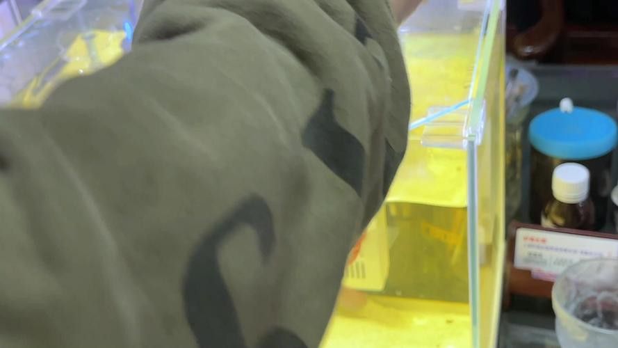 哪些食物適合用來訓練金龍魚？