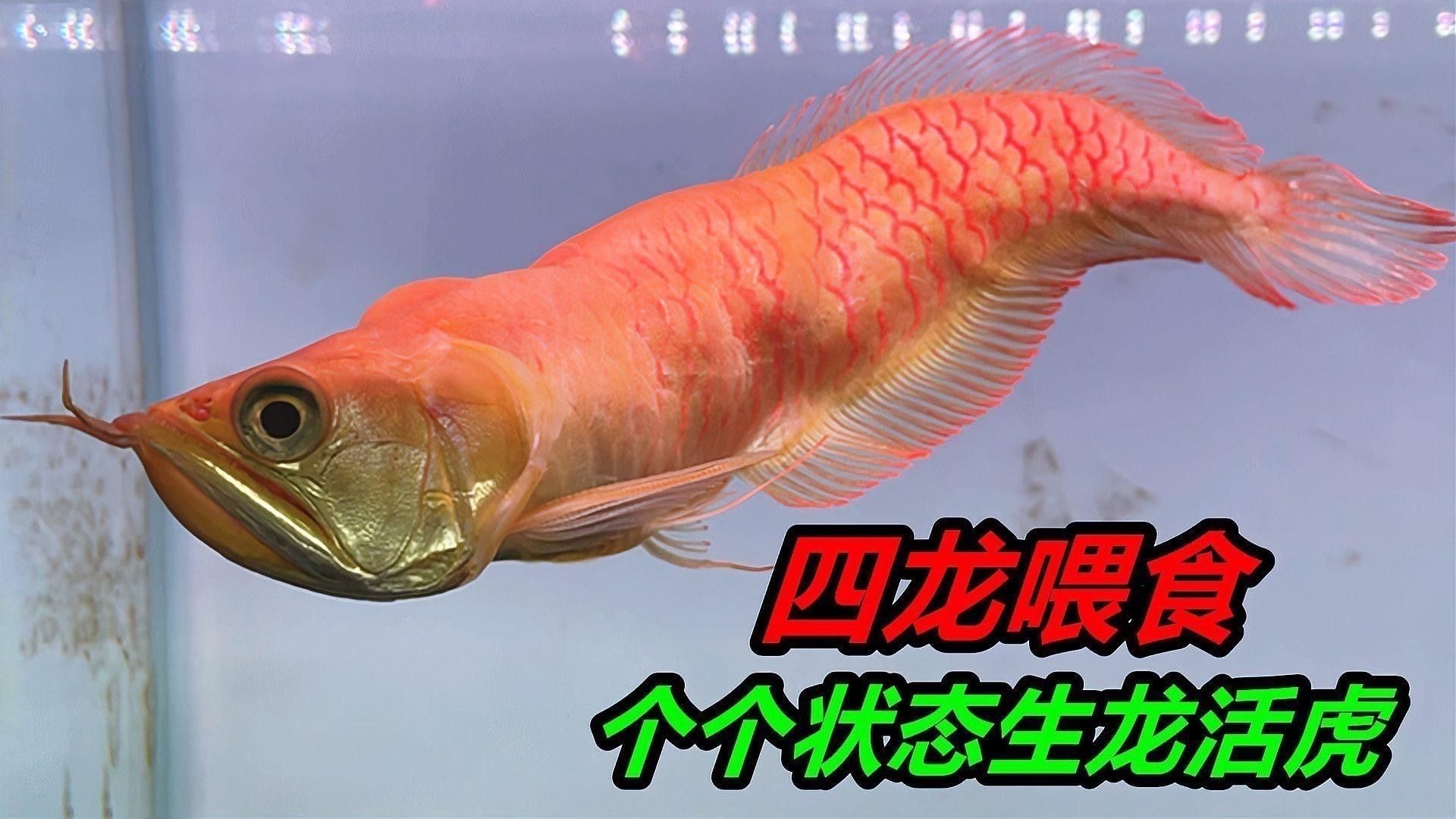 哪些食物適合用來訓練金龍魚？