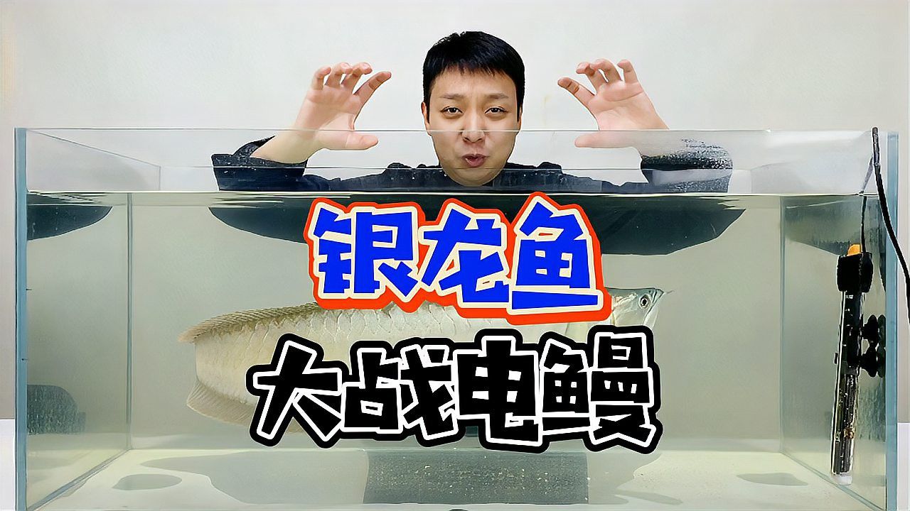 過背銀龍魚圖片大全大圖欣賞