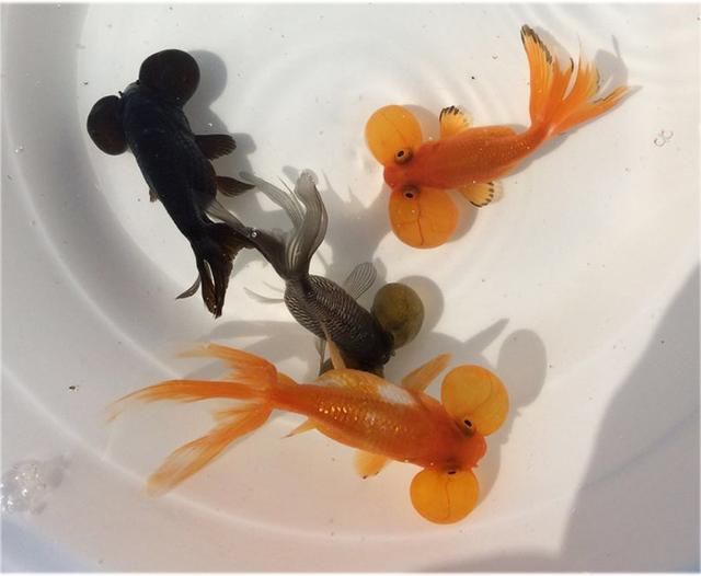 龍魚(yú)掉了一片鱗：關(guān)于龍魚(yú)掉鱗的一些常見(jiàn)原因及其相應(yīng)的處理方法