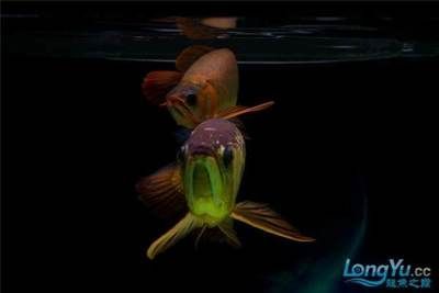 龍魚(yú)掉了一片鱗：關(guān)于龍魚(yú)掉鱗的一些常見(jiàn)原因及其相應(yīng)的處理方法