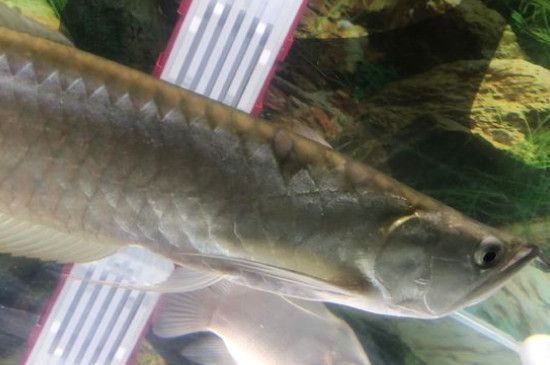 龍魚(yú)掉了一片鱗：關(guān)于龍魚(yú)掉鱗的一些常見(jiàn)原因及其相應(yīng)的處理方法