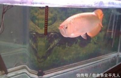 養的金龍魚突然死掉意味著什么（水質問題是導致金龍魚突然死亡的最常見原因之一之一）