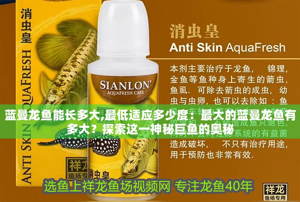 藍(lán)曼龍魚能長多大,最低適應(yīng)多少度：最大的藍(lán)曼龍魚有多大？探索這一神秘巨魚的奧秘