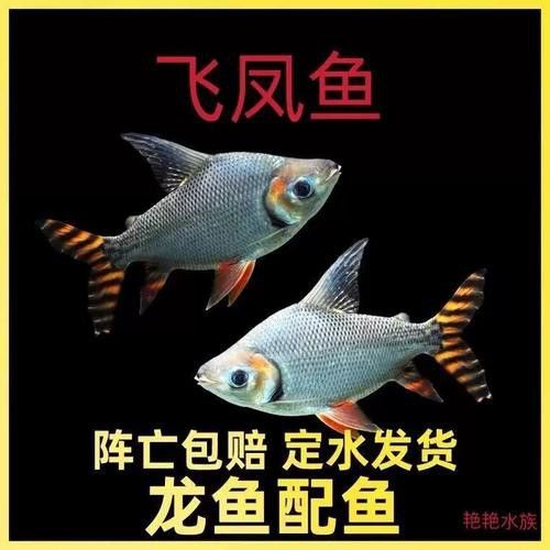 紅龍魚喂什么小魚好看 龍魚百科 第1張 紅龍魚喂什么小魚好看 紅龍魚喂什么小魚好看 龍魚百科 第1張