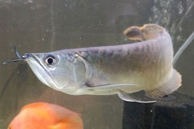 和銀龍魚混養吃垃圾的魚（適合與銀龍魚混養的魚類推薦銀龍魚和什么魚混養好）