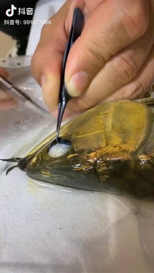 金龍魚掉眼圖片大全