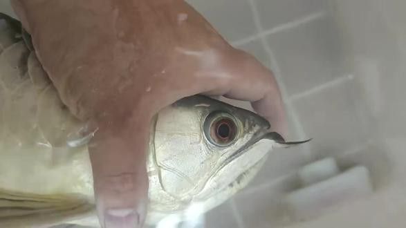 金龍魚掉眼圖片大全