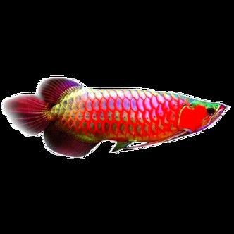 馬來西亞紅龍魚圖片大全大圖