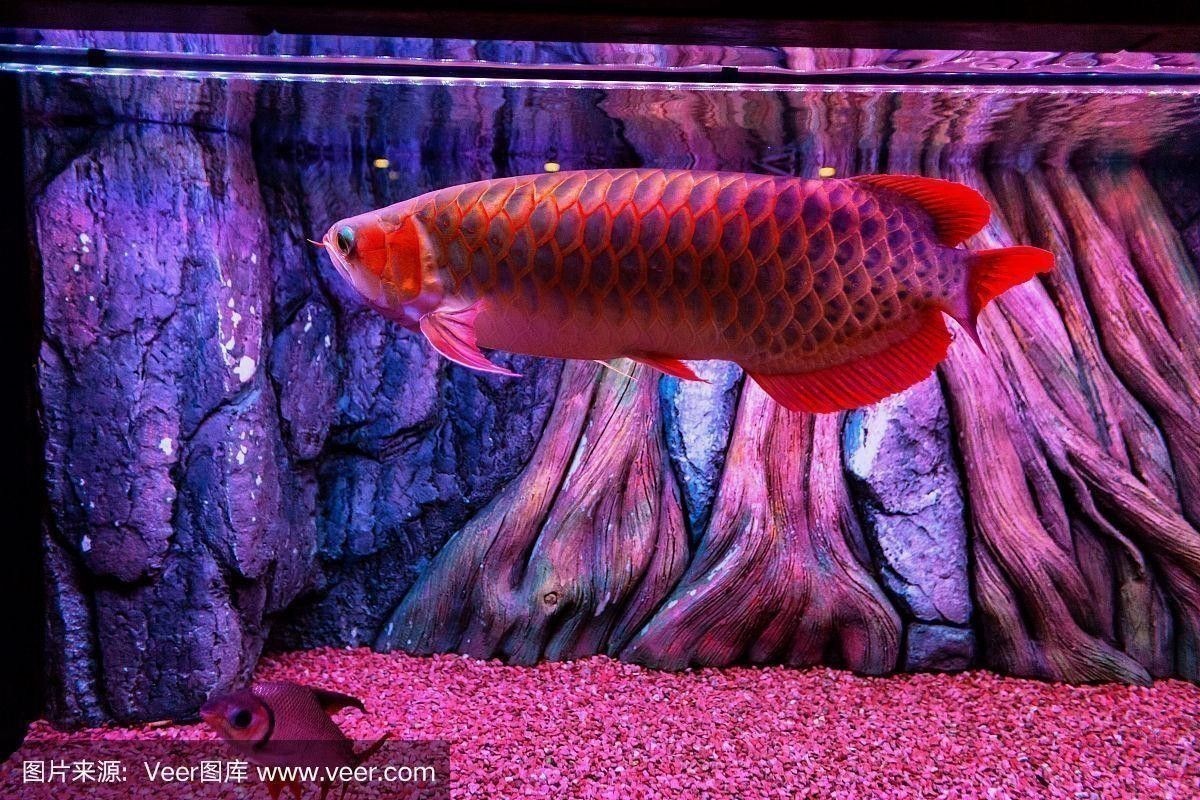 馬來西亞紅龍魚圖片大全大圖