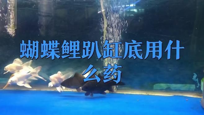 哪些藥物可以有效治療趴缸魚？