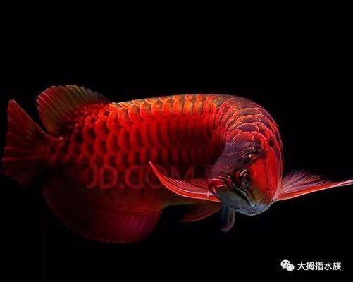 紅龍魚小時候是什么顏色（紅龍魚在幼年時期的顏色與成年后有很大的不同以下是紅龍魚）