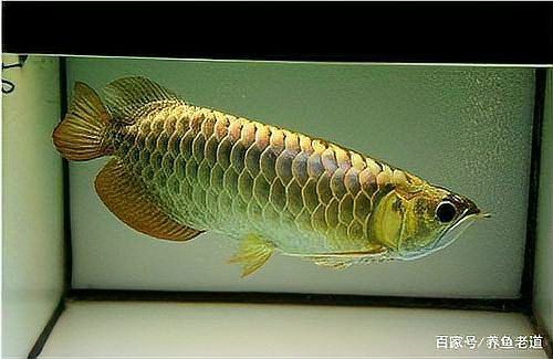 金龍魚是龍魚嗎 金龍魚是龍魚嗎 龍魚百科 第2張