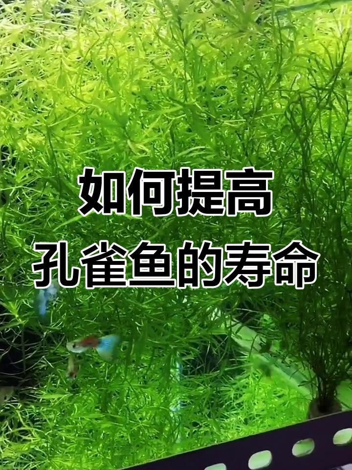 孔雀魚壽命
