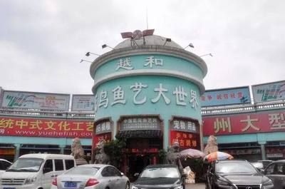 龍魚魚鰭上有個疙瘩是怎么了？：龍魚魚鰭上的疙瘩可能是由于疾病引起的，可能是疾病引起的