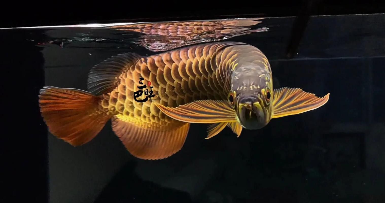 世界上最長的金龍魚圖片