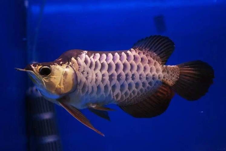 世界上最長的金龍魚圖片