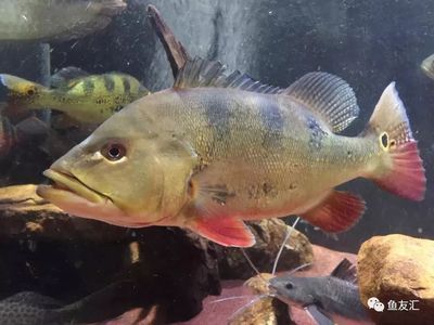 龍魚怎么做手術吃的：龍魚手術后的飲食注意事項 龍魚怎么做手術吃的：龍魚手術后的飲食注意事項 龍魚百科