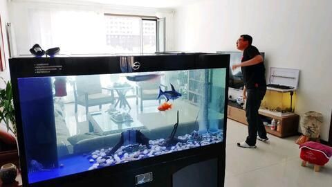 白龍魚飼料選擇對其健康和生長至關重要：白龍魚吃什么飼料最好養 白龍魚飼料選擇對其健康和生長至關重要：白龍魚吃什么飼料最好養 龍魚百科 第2張