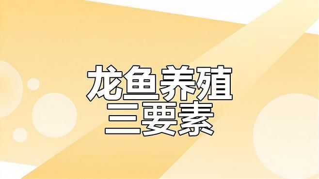 養(yǎng)三條龍魚不是一般人
