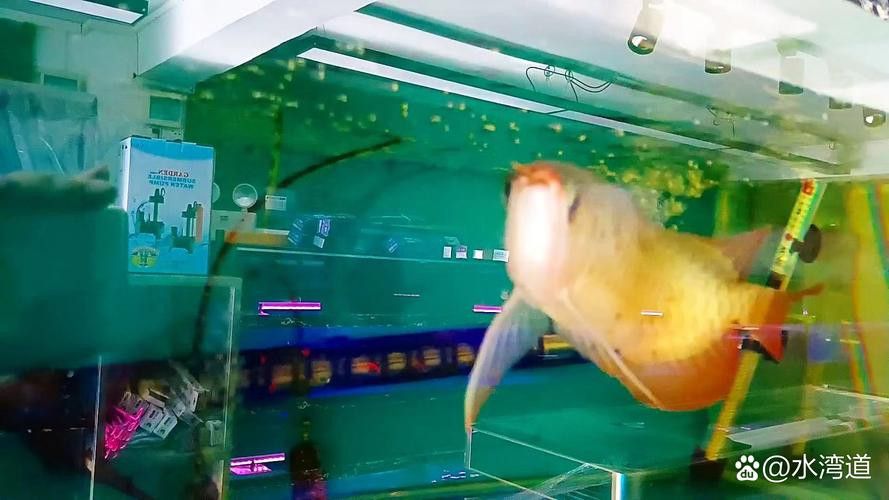 給我推薦幾家信譽(yù)良好的金龍魚水族店