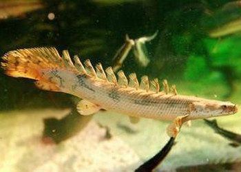 恐龍魚和恐龍王魚哪個好養(yǎng)（恐龍魚和恐龍王魚哪個好養(yǎng)？） 恐龍魚和恐龍王魚哪個好養(yǎng)（恐龍魚和恐龍王魚哪個好養(yǎng)？） 龍魚百科 第2張