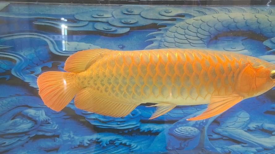 金龍魚頭部有綠苔