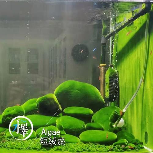 金龍魚頭部有綠苔