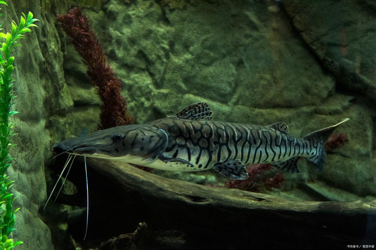 虎斑恐龍魚能和雷龍混養嗎圖片大全大圖