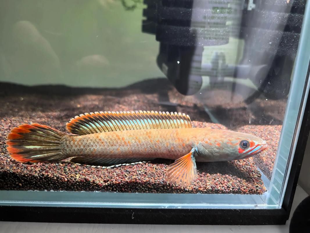 虎斑恐龍魚能和雷龍混養嗎圖片大全大圖