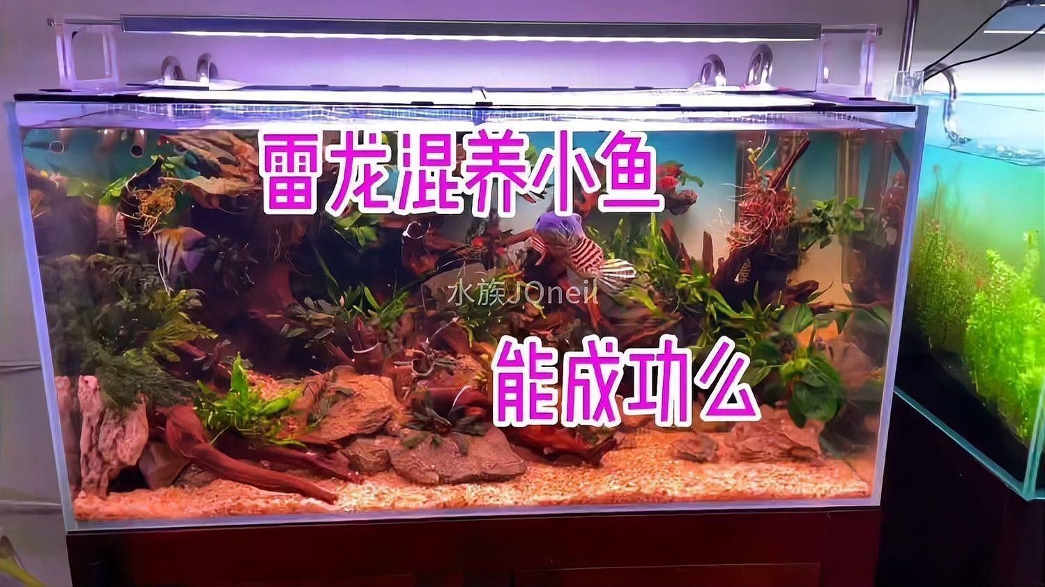 虎斑恐龍魚能和雷龍混養嗎圖片大全大圖