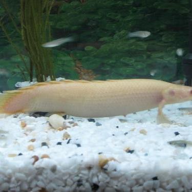 虎斑恐龍魚能和雷龍混養嗎圖片大全大圖