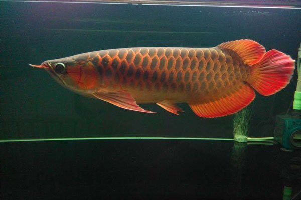 龍魚手術后不吃東西（龍魚手術后不吃東西可能是由多種因素引起的）