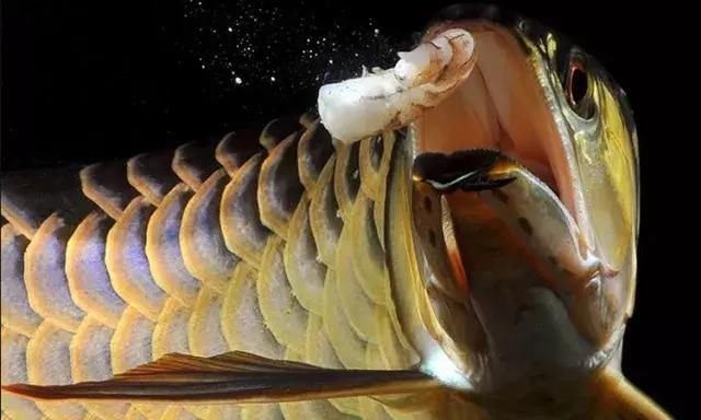 龍魚手術后不吃東西（龍魚手術后不吃東西可能是由多種因素引起的）