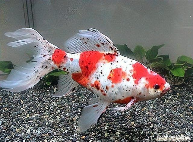 金魚要死的征兆