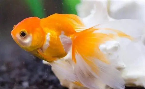 金魚要死的征兆