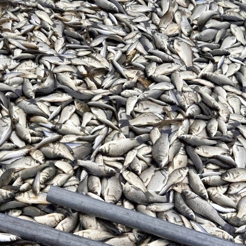龍魚飼料魚怎么處理干凈視頻 龍魚飼料魚怎么處理干凈視頻 龍魚百科 第2張